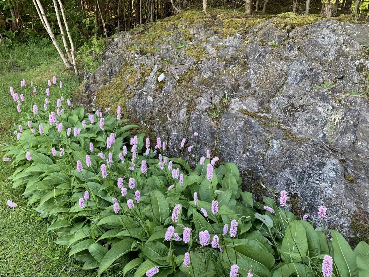 A bookkeepers garden featuring a large rock surrounded by Mountain Fleeceflowers
